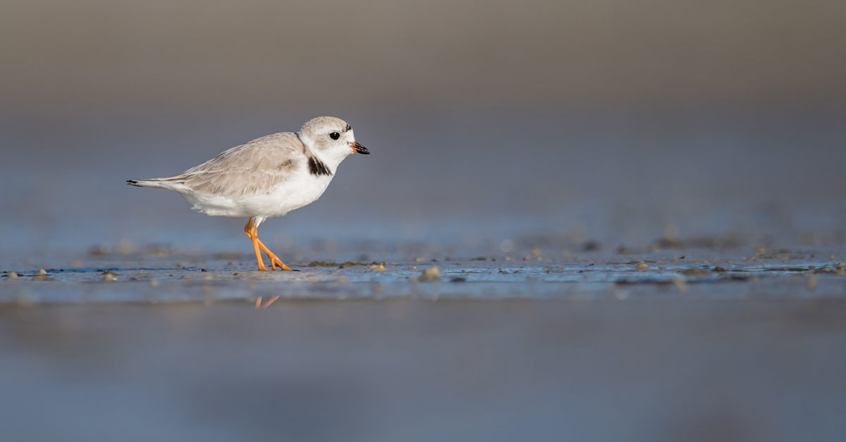 wildlife an habitat surveys